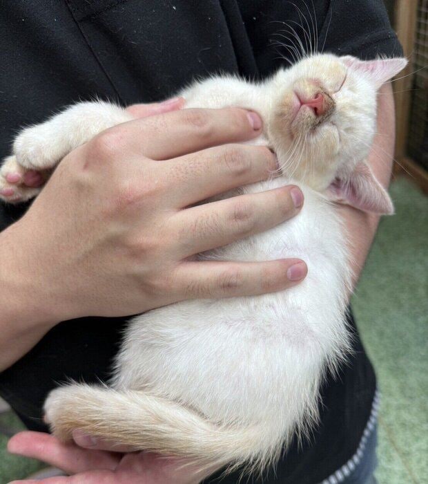 生後約1カ月半の子猫