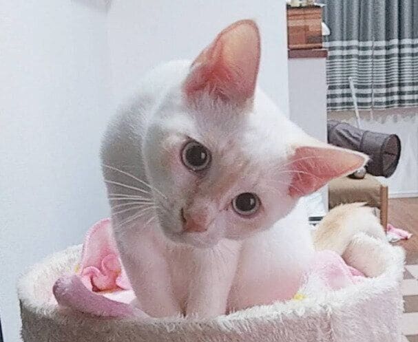 首を傾げる子猫
