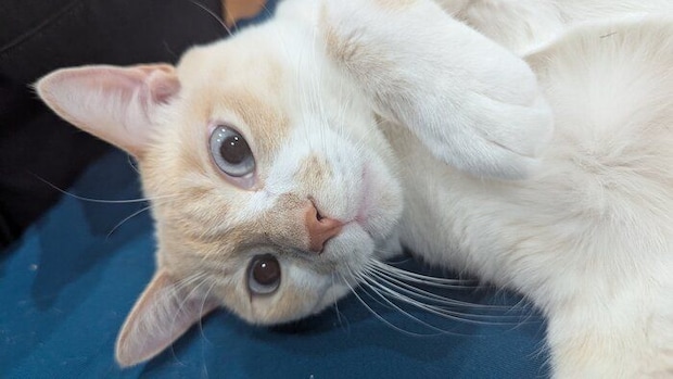 2才の猫