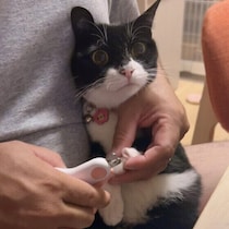 爪切りを嫌がる猫の飼い主さんにお悩みを調査！対処法を獣医師が解説