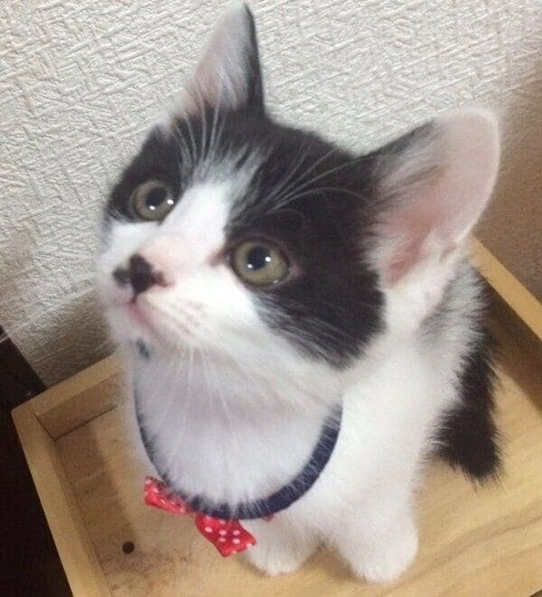 子猫時代のたぁくん