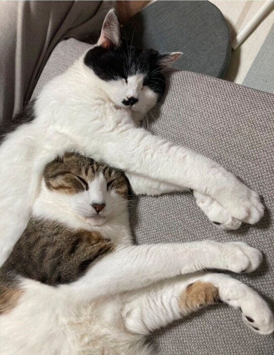 兄弟猫のたぁくん、ととくん