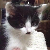 お迎え直後に一命を取り留めた生後2カ月の子猫→10年後、猫が苦手だった飼い主の人生を変える存在に