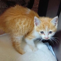 職場の木製パレットの隙間で眠っていた生後1カ月半の子猫を保護→1才の今は「元気いっぱいな甘えん坊」に