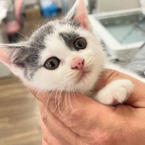 工事現場で保護された生後2カ月ほどの子猫　帰り際の“まっすぐな視線”が忘れられず、家族の一員に