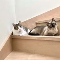 気づいたら移動している猫、居場所を変える背景と飼い主さんができることを獣医師が解説