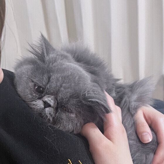 なでられるエキゾチックショートヘア