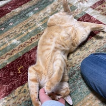 猫をなでたときの反応が人によって違うのはなぜ？　調査＆獣医師解説