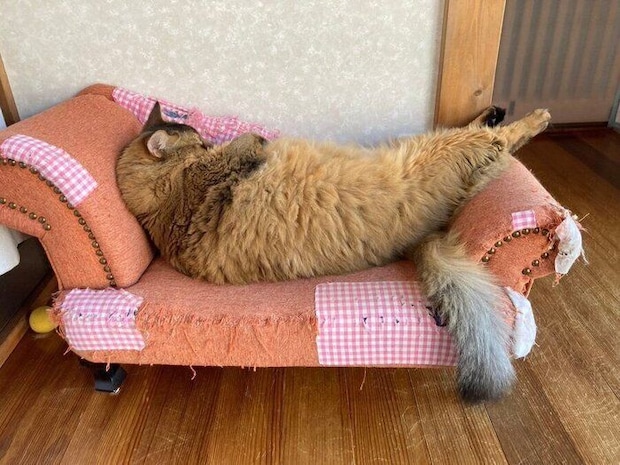 飼い主さんが思わずSNSに投稿した写真　「エビ天かエビフライみたい」と飼い主さん