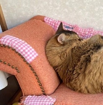 猫用ソファでくつろいでると思ったら！ソマリの寝姿が「エビ天、エビフライ」に見えてクスッ
