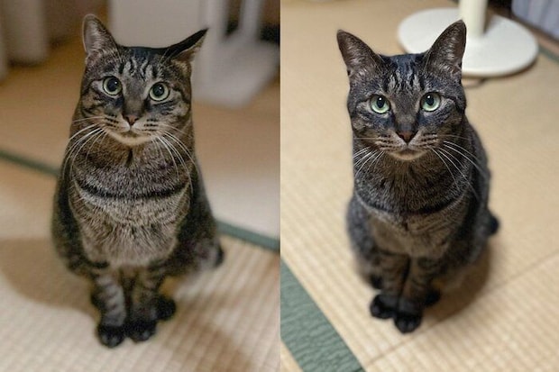 お迎え半年後と5才の猫の比較写真