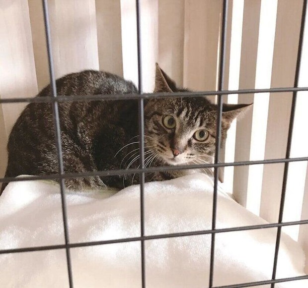 お迎え当日、生後10カ月の猫