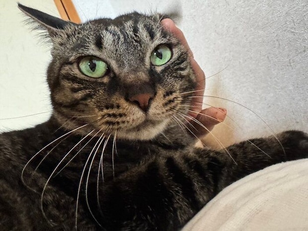 飼い主に頭を撫でられている猫