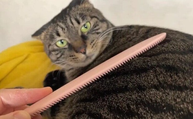 飼い主にブラシで撫でられている猫