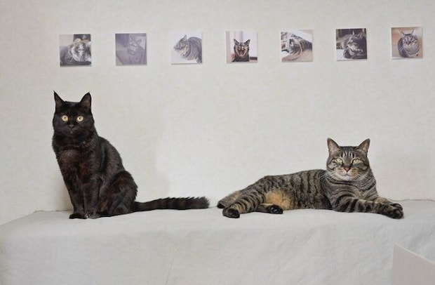 2匹の猫