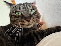 触れるようになるまで9カ月かかるほどの“ビビりさん”だった保護子猫→6才の今は、毎朝のナデナデがルーティンの「運命の相棒」に