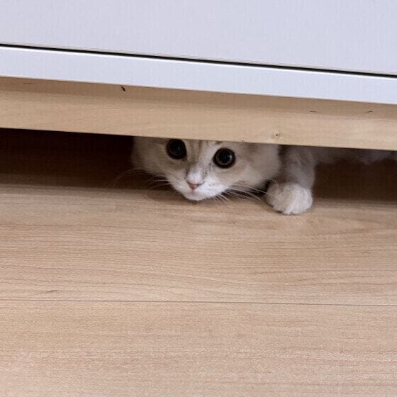 ラガマフィンのここあちゃん