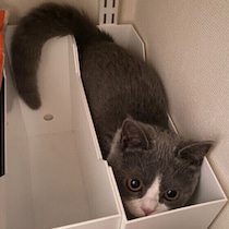 狭い場所にシンデレラフィット！猫が「隙間」に入るのが好きな5つの理由