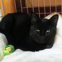 川で溺れていた生後1カ月の保護子猫　3才の今、抱っこを求める甘えん坊に成長！
