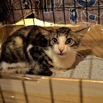 庭で鳴き続けていた生後約3カ月の子猫を保護→重度の貧血を乗り越え、もふもふの「ゴージャスな猫」に成長