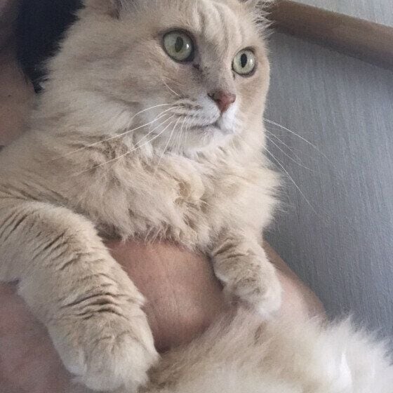 MIXのジンジャーくん
