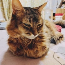 20才を超える長寿猫が生きる時代に？　超ハイシニア世代に必要なお世話を解説