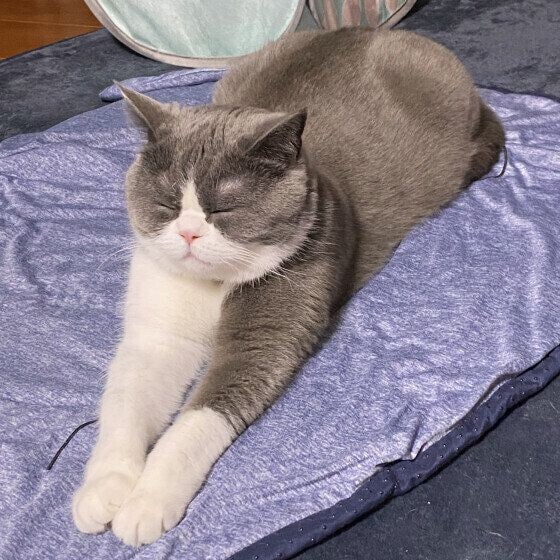 ひんやりマットでくつろぐブリティッシュショートヘア