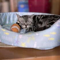 夏のエアコンで、愛猫が冷えすぎていませんか？ 冷えすぎの見分け方やリスクを獣医師が解説