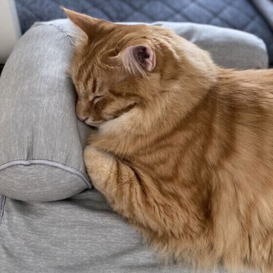 ひんやり枕でぐっすり眠るムギくん