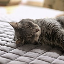 愛猫が冷えすぎて体調不良に⁉ 猫の冷えすぎ対策と飼い主さんの体験談