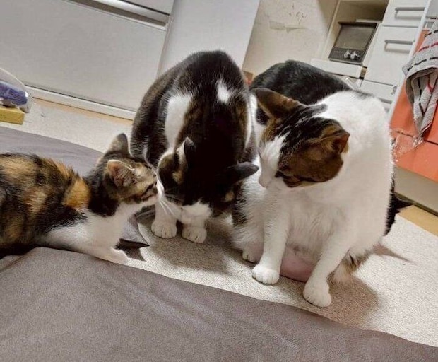 作戦会議をするように向かい合う猫たち