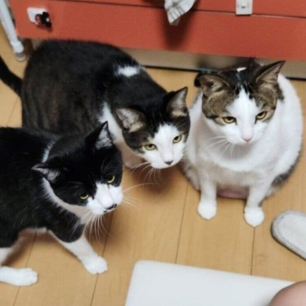 別の日の投稿 おやつをねだる猫たち