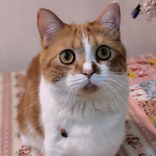 マンチカンのマロンくん