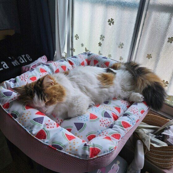 ねね 冷たいクッションの上