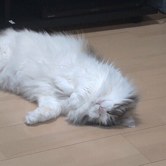 みーこ ノルウェージアンフォレストキャット