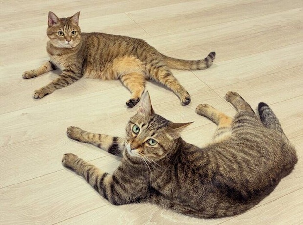 くつろいでいる2匹の猫
