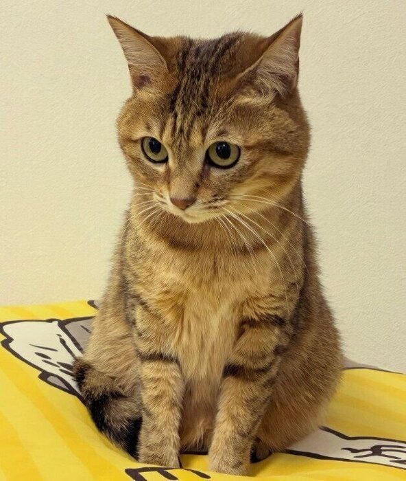 上目遣いの猫