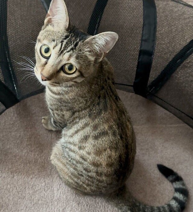 飼い主さんをじっと見つめる風花ちゃん。