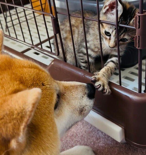(写真左から)先住犬・風天くん、風花ちゃん。