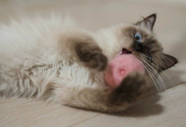 ボールで遊ぶつくしちゃん
