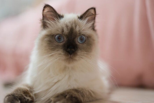 飼い主さんをじっと見つめるつくしちゃん