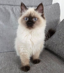 「賢いコだなぁ」と思ったサイベリアンの子猫→夜は大暴れ!?　生後9カ月で見せた変化にほっこり