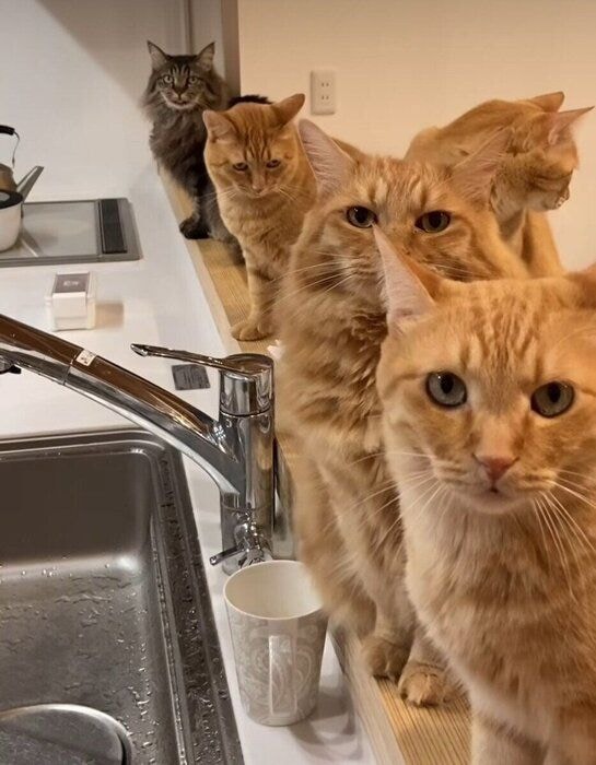 ゴハン待ちをする猫たちの行列