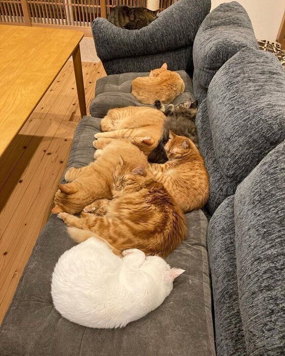 仲よくソファで眠る愛猫たち