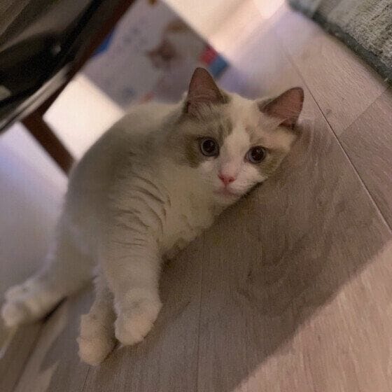 つくし ラグドール ぐったり