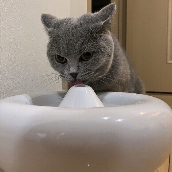 うに ブリティッシュショートヘア