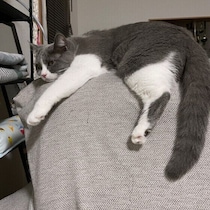 猫がぐったりして反応が鈍い…熱中症の危険は？すぐ確認したいこと