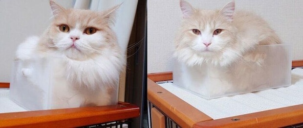 スコティッシュフォールド（左）と同じ容器に入っているラガマフィン（右）