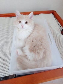 容器の中にすっぽりと収まっていた生後4カ月の子猫→約1年後、大きくなっても同じ容器に入る姿にほっこり！
