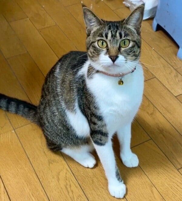 1才になったモモちゃん